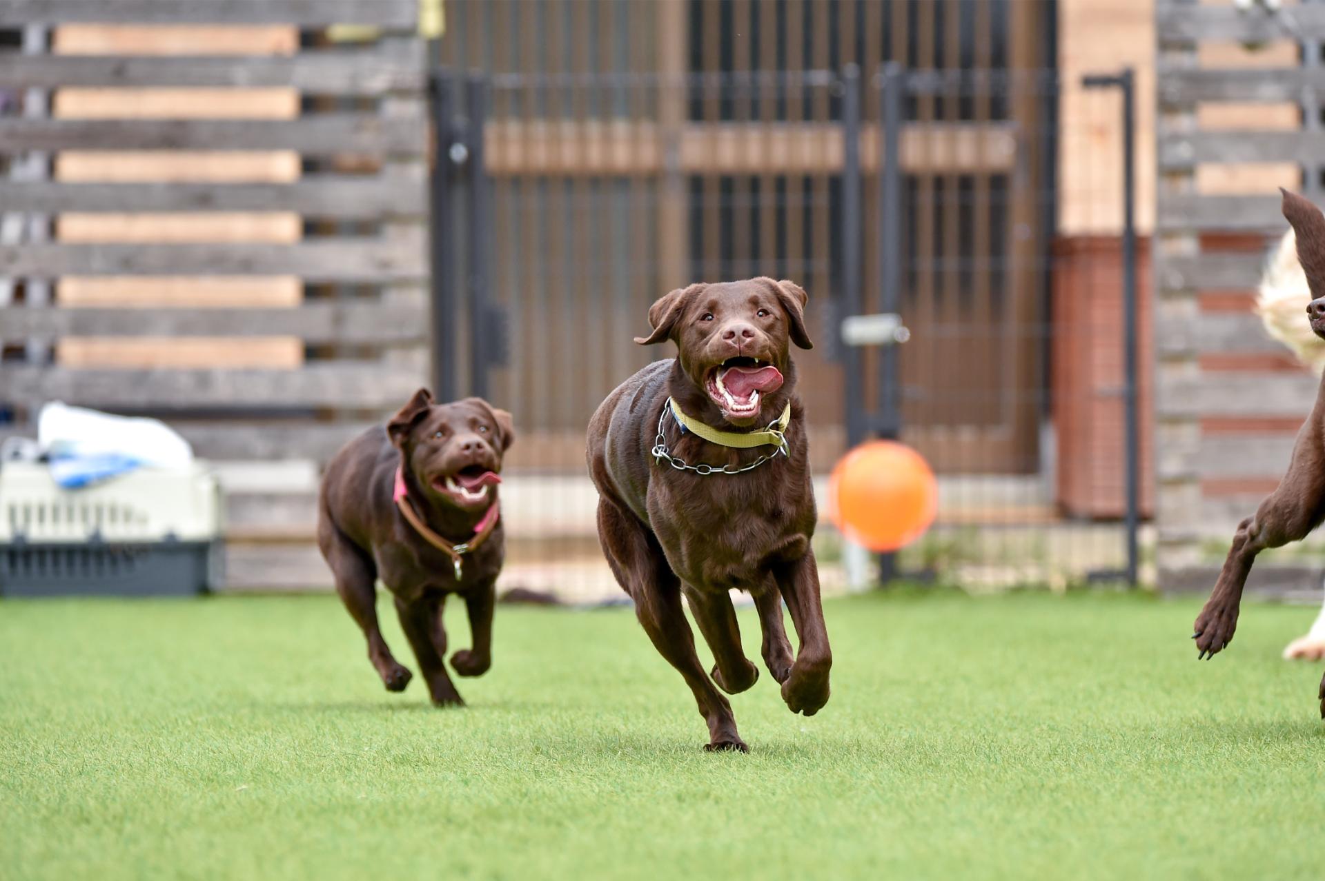 pet friendly artificial grass