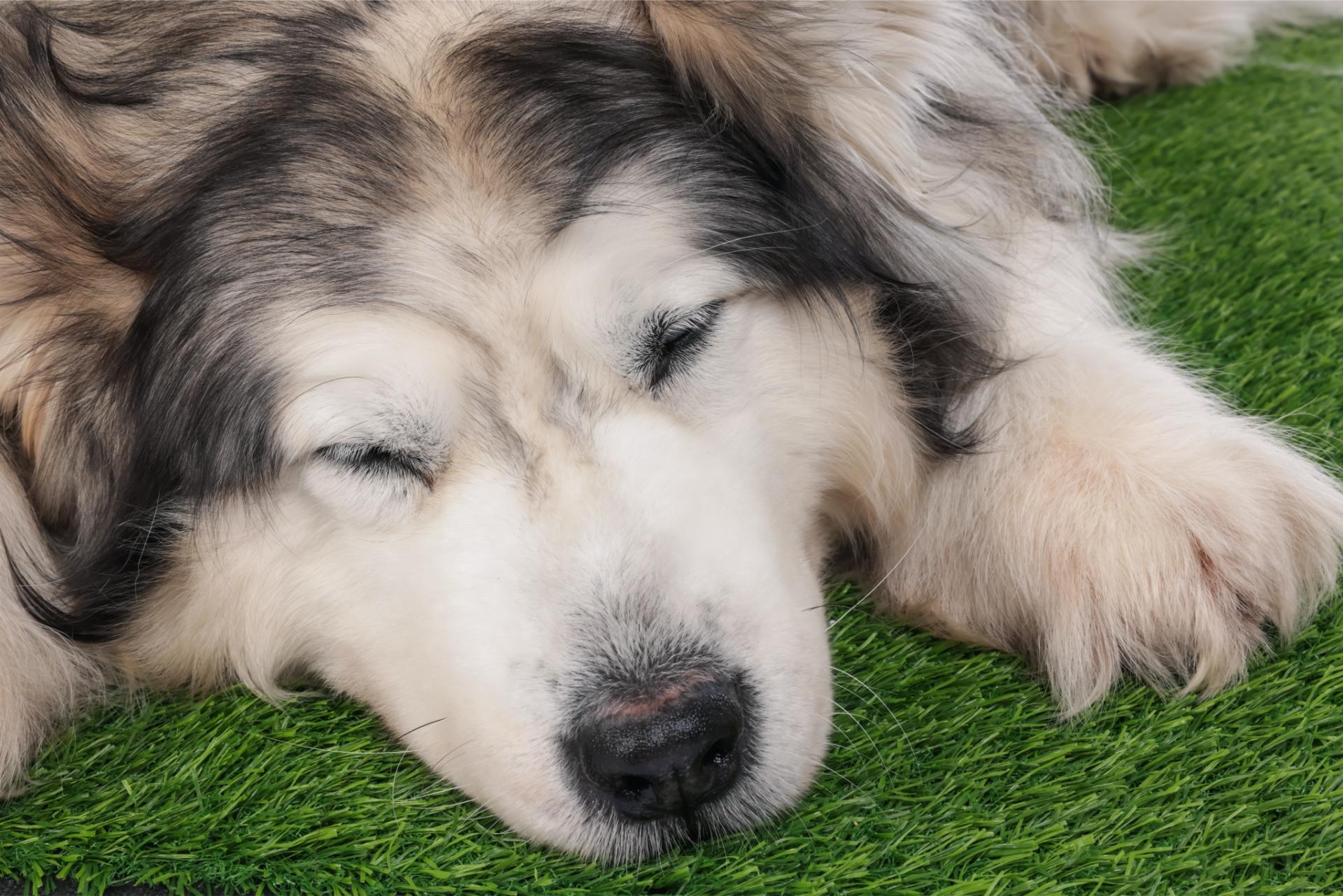  Pet friendly artificial turf