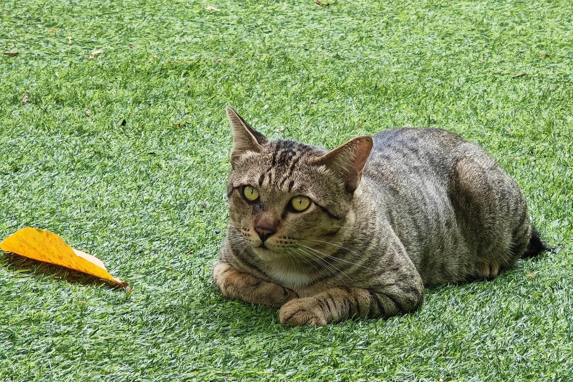  Pet friendly artificial turf