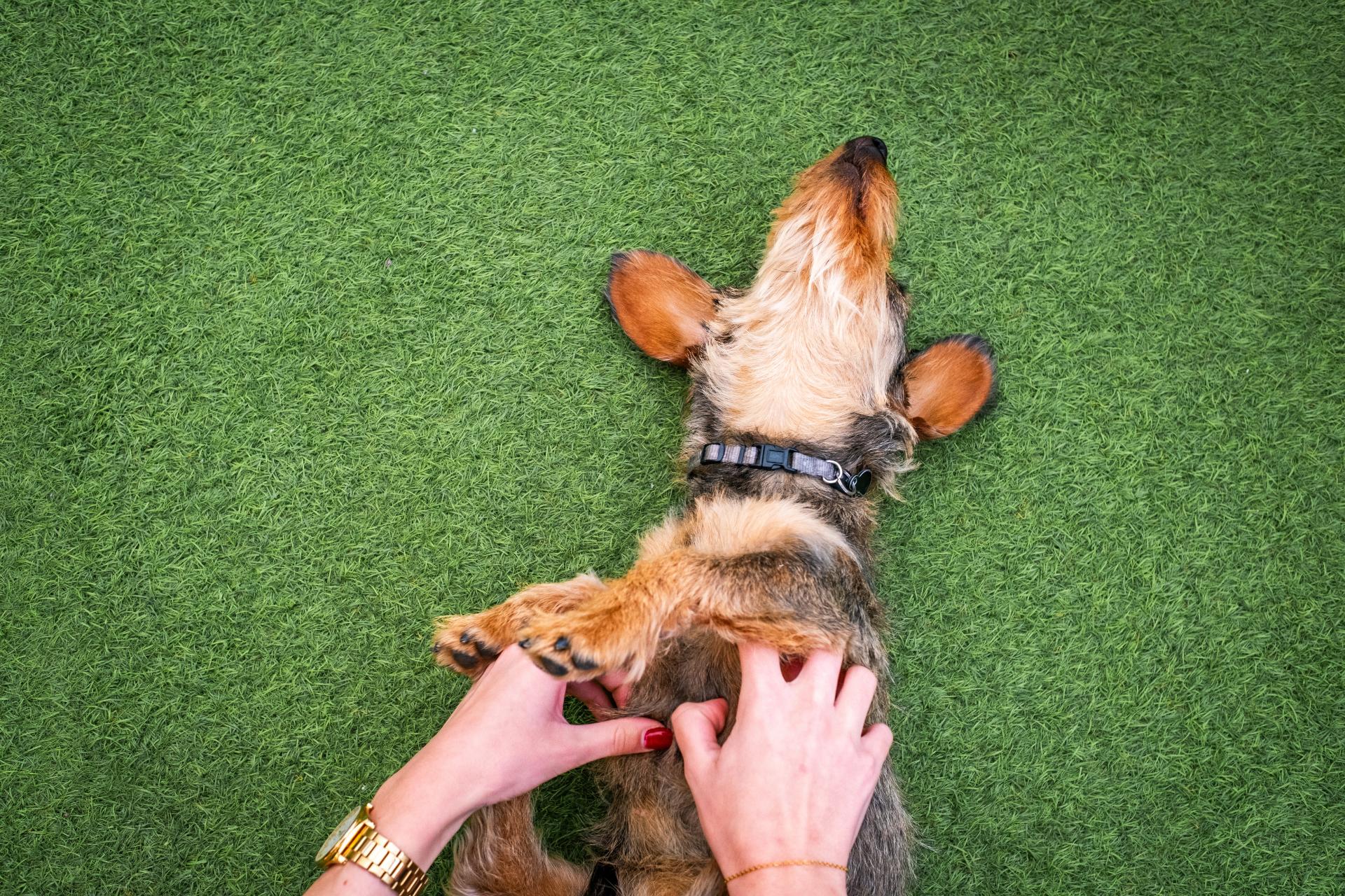 artificial turf pet friendly