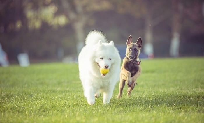 Artificial grass for dog runs
