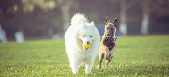 fake grass for dogs