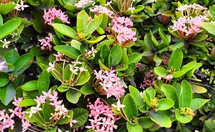 inexpensive drought tolerant landscaping