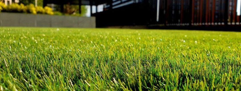 Artificial grass vs Sod