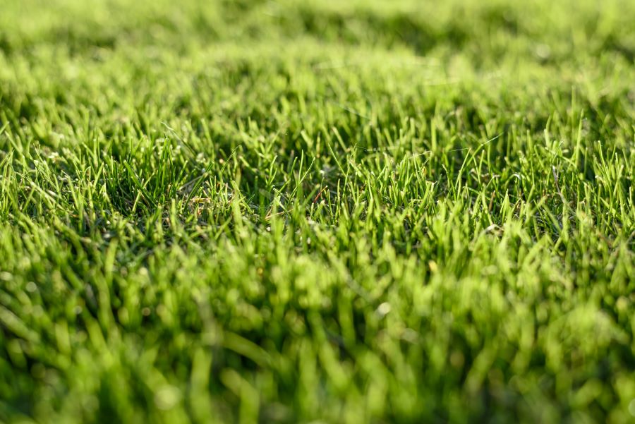 cost of artificial grass