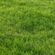 artifcial grass facts