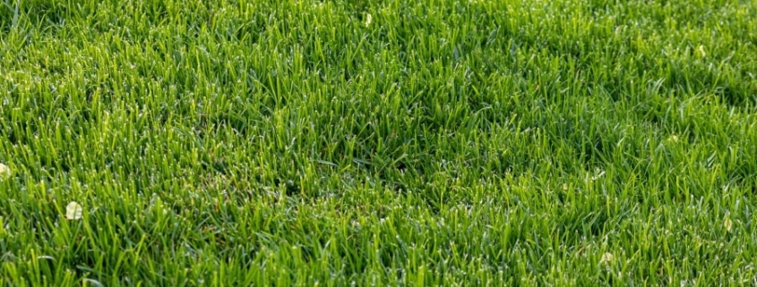 artifcial grass facts