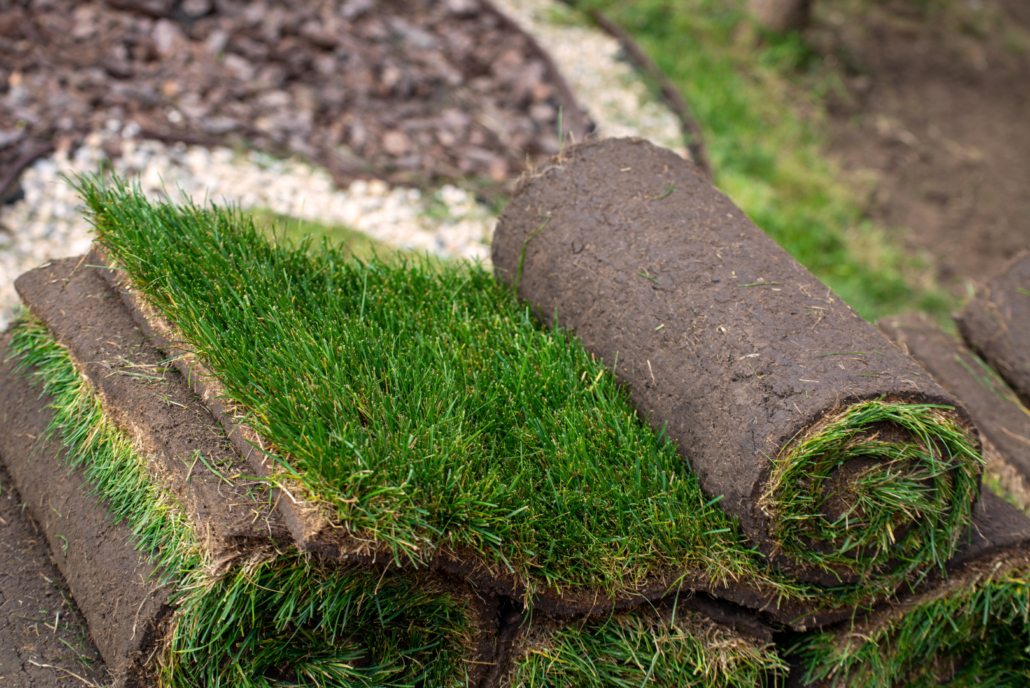 carpetgrass