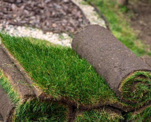 carpetgrass