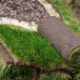 carpetgrass