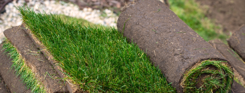 carpetgrass