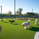 Pet Turf in San Diego