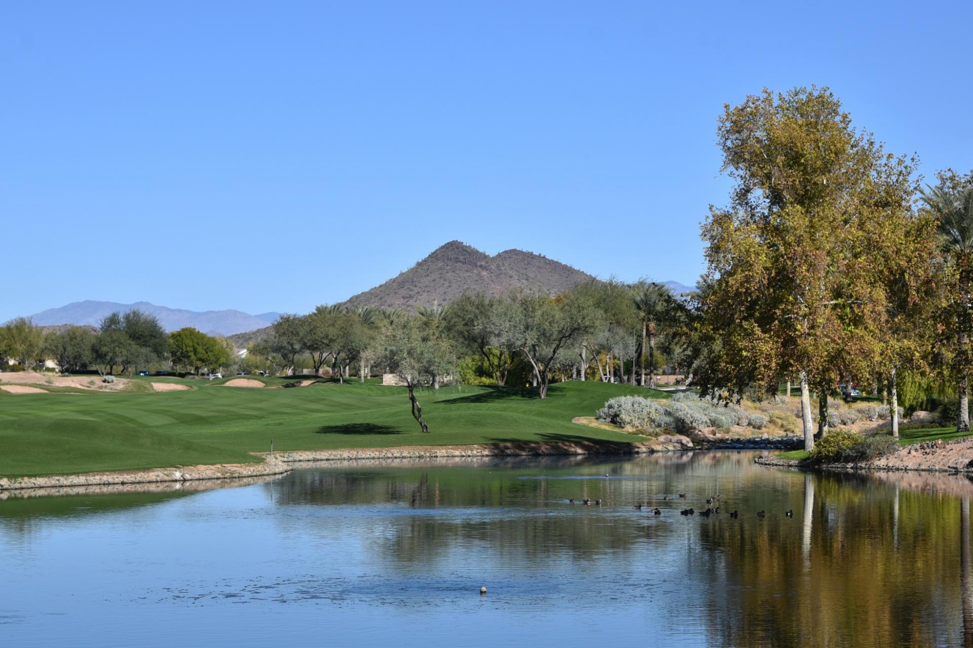 artificial grass tucson