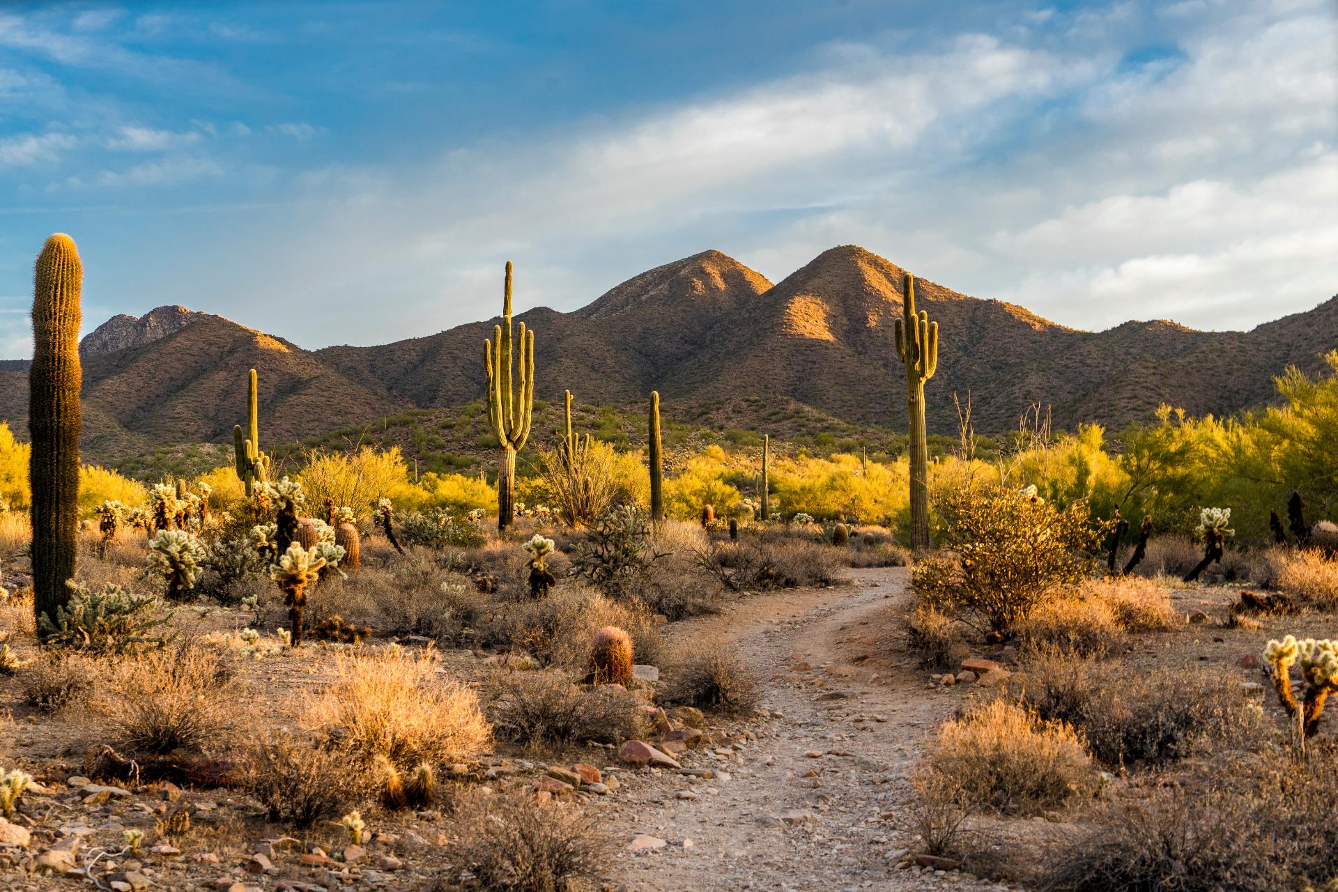 artificial grass tucson