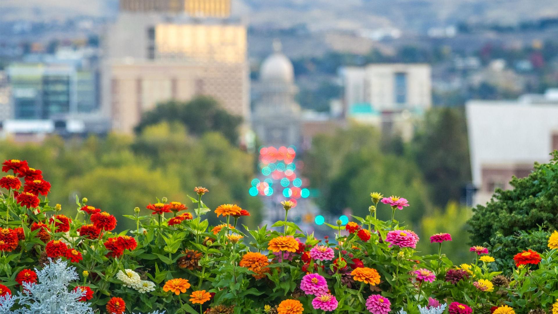 artificial-grass-boise-idaho artificial grass boise idaho