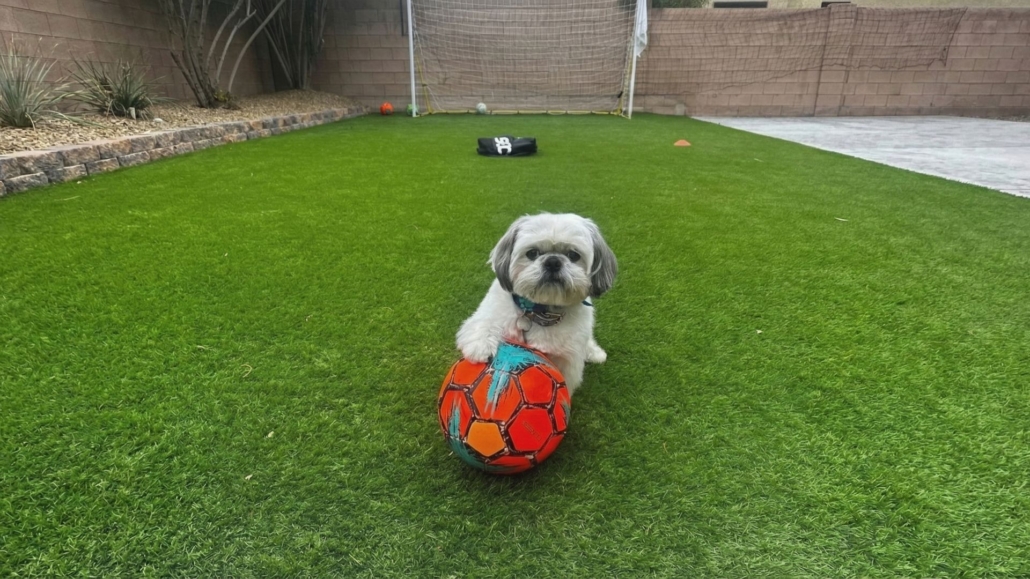 Pet-friendly artificial grass