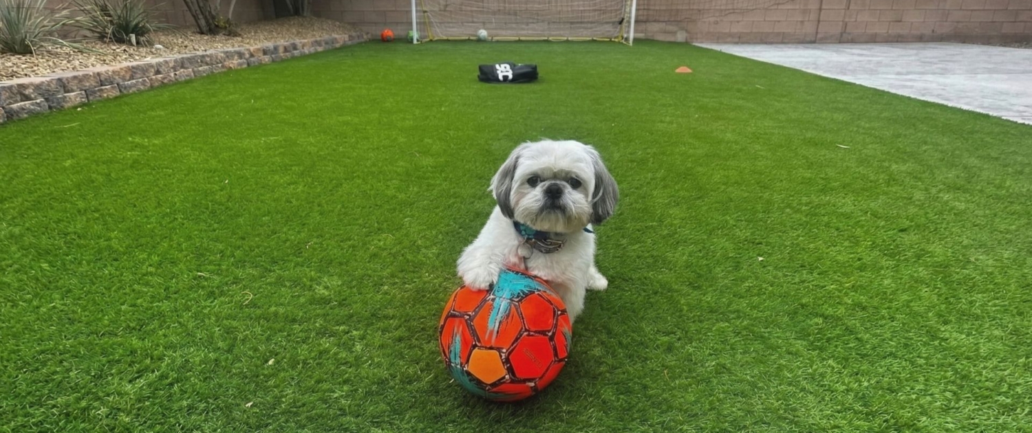 Pet-friendly artificial grass
