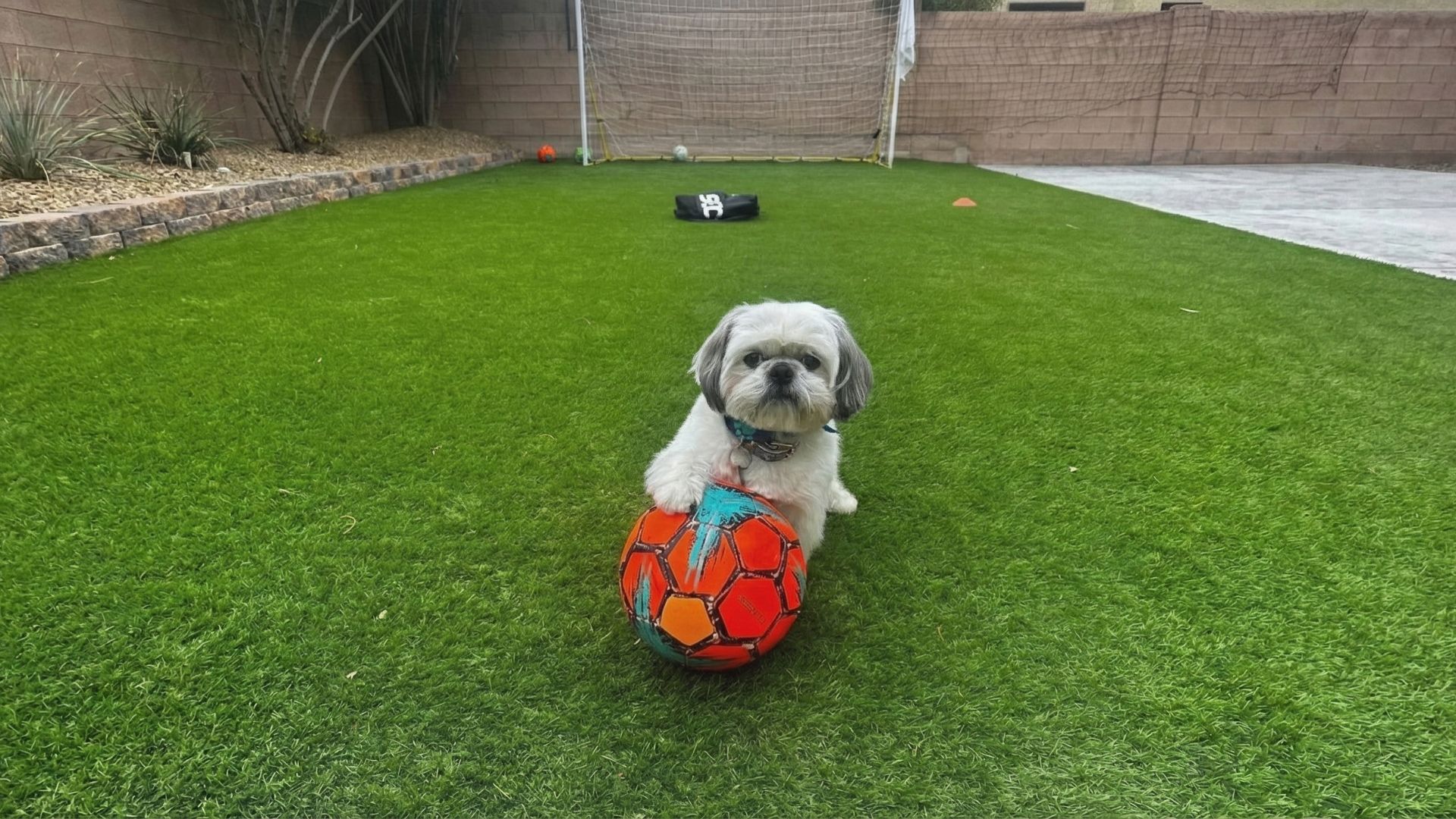 Landscapes backyard with artificial grass and dog playing soccer