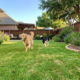 artificial grass for dogs in Denver